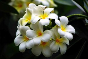 Cây hoa đại trắng, loài hoa với nhiều công dụng điều trị bệnh cực hay