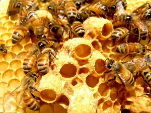Sữa ong chúa có tác dụng gì, cách dùng thế nào ?