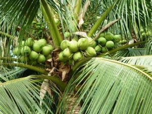 Công dụng của cây dừa, quả dừa và những điều cần lưu ý
