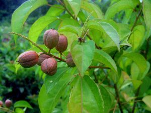 Cây ba đậu – Loài cây có độc tính bảng A “cực kỳ nguy hiểm”