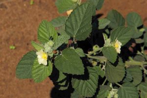 Cây ké hoa vàng Sida cordifolia L điều trị sỏi thận cực hay