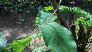 Điều trị tiểu buốt đơn giản bằng lá cây Ké hoa đào và lá hà thủ ô trắng