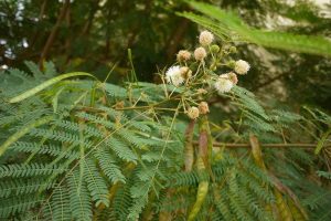 Cây bình linh (keo dậu) cây dại mọc hoang có tác dụng giúp điều trị bệnh tiểu đường