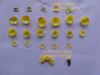 Trà hoa vàng Phanii – Camellia phanii Hakoda et Ninh
