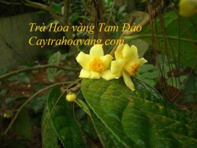 Trà hoa vàng Tam Đảo (Camellia tamdaoensis Ninh et Hakoda)