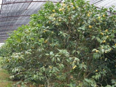 Kỹ thuật trồng và chăm sóc cây trà hoa vàng