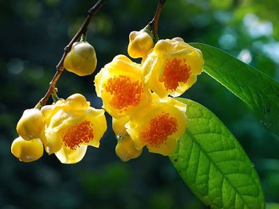 Trà ( Chè ) hoa vàng – Thần dược cho sức khỏe