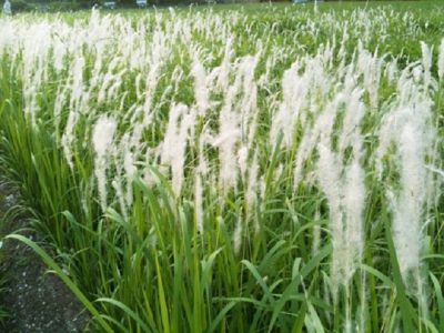 Cỏ tranh: Loài cỏ mọc dại ven đường nhưng vô vàn công dụng chữa bệnh
