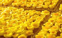 Trà hoa vàng công dụng và tác dụng dùng trà hoa vàng một cách hiệu quả