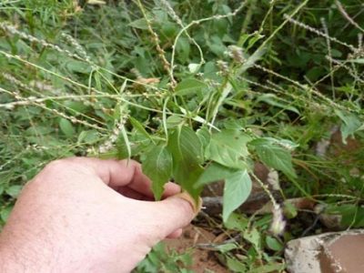 Cây cỏ xước công dụng và cách dùng trị bệnh hiệu quả