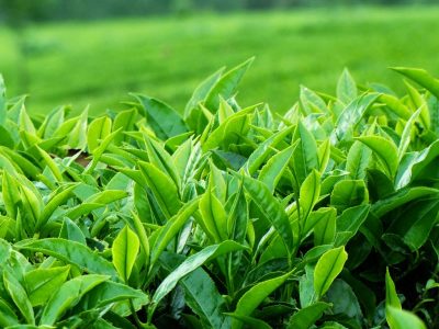 Dùng trà xanh thiên nhiên giúp trị bệnh sỏi thận