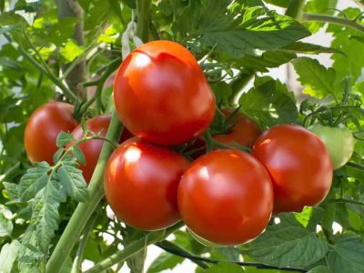 Cà chua giúp kiểm soát bệnh huyết áp cao hay đơn giản dễ làm