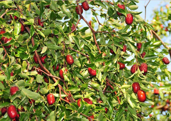 Hình ảnh cây táo đỏ trong thiên nhiên