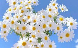 Hoa cúc: Giúp thanh nhiệt, mát gan, sáng mắt…đơn giản dễ tìm