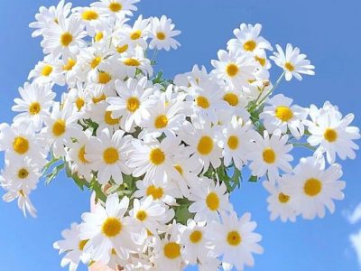 Hoa cúc: Giúp thanh nhiệt, mát gan, sáng mắt…đơn giản dễ tìm