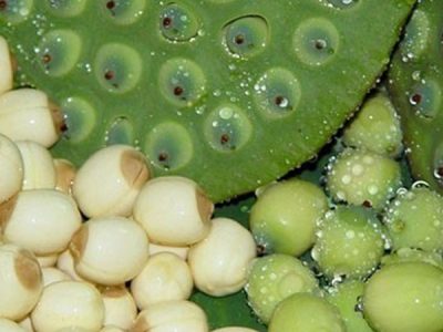 Tìm hiểu công dụng hay về món ăn bài thuốc nam đến từ hạt sen
