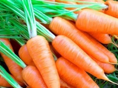 Cà rốt bổ dưỡng – “sâm của nhà nghèo” giúp trị bệnh hay