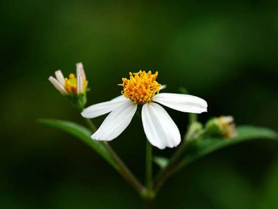 Bài thuốc nam hay giúp trị bệnh hiệu quả từ hoa xuyến chi