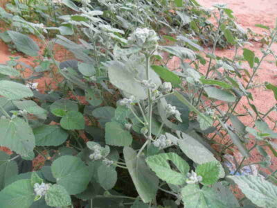 Cây ké hoa vàng Sida cordifolia L giúp điều trị sỏi thận cực hay hiệu quả