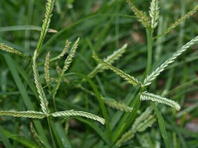 Chữa bệnh hay với cỏ Mần trầu liệu bạn có biết đến không?