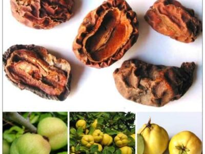 Mộc qua, loại trái cây chuyên dùng làm thuốc và nhiều công dụng quý giúp trị bệnh hay