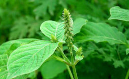 Cây cỏ xước vị thuốc nam hay quý giúp điều trị đau nhức xương khớp, sỏi mật