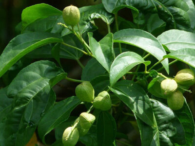 Cây ba đậu là loài cây có độc tính bảng A “cực kỳ nguy hiểm” giúp trị bệnh viêm dạ dày