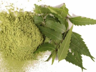 Lá neem Ấn Độ giúp trị bệnh gì và những lưu ý khi dùng đến lá