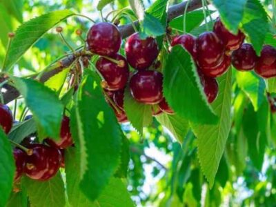 Quả cherry (anh đào) trái ngon và những lưu ý khi sử dụng giúp trị rất nhiều bệnh