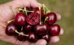 Quả cherry (anh đào) trái ngon và những lưu ý khi sử dụng ngoài ra giúp trị nhiều bệnh hay mà ít ai biết