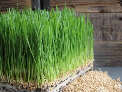 Nước ép cỏ lúa mì và những lợi ích bất ngờ cho sức khỏe mà ít ai biết
